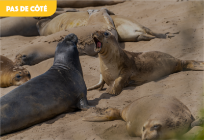 Deux phoques se crient dessus, entourés d'autres phoques qui dorment sur la plage